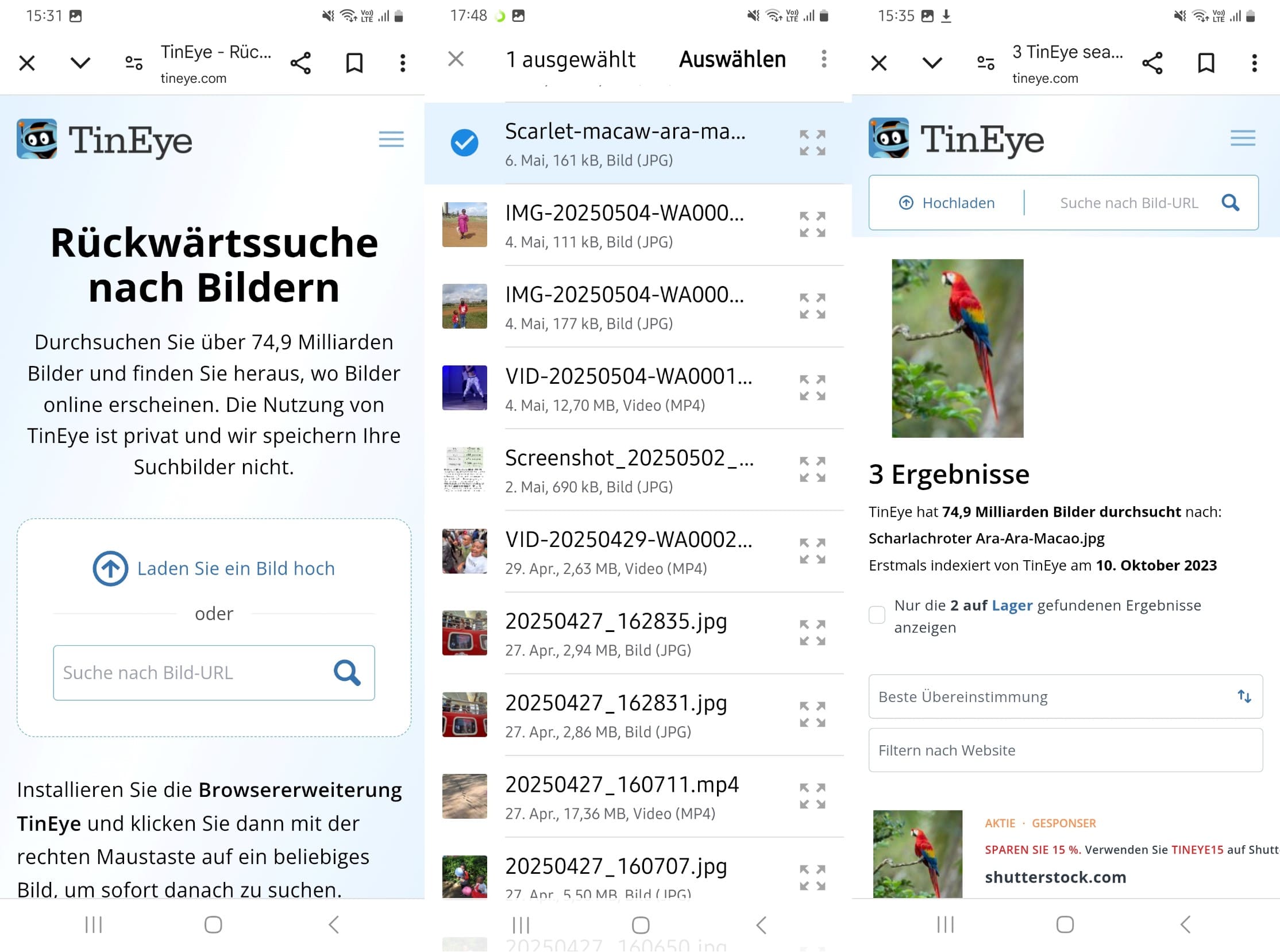 TinEye-Bildsuchergebnisse eines Papageis.