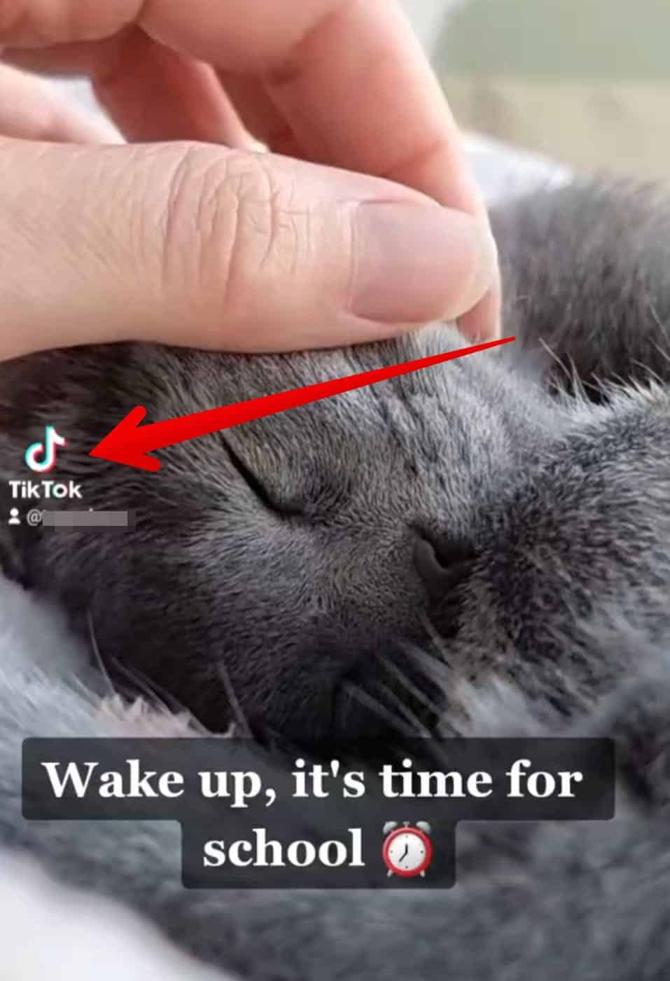 Un segno su un video che indica che il video è stato ripubblicato da TikTok.